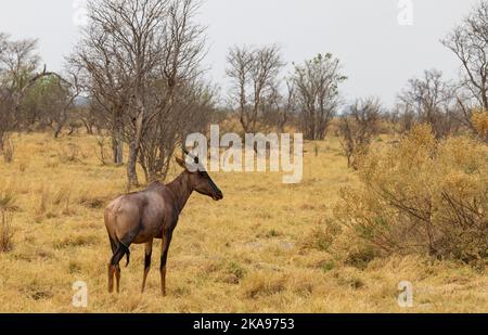 Ein erwachsener Sessebe oder gewöhnlicher Sessebe, Antilope, Damaliscus lunatus lunatus; Moremi-Wildreservat, Okavango Delta, Botswana Afrika. Afrikanisches Tier. Stockfoto