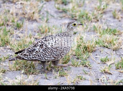 Zweibänderige Sandhuhn, Pterocles bicinctus, ein erwachsener weiblicher bodenlebender Vogel; Savuti, Chobe National Park, Botswana Africa. Afrikanische Tierwelt Stockfoto