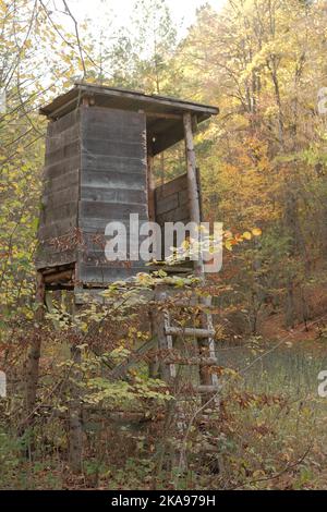 Für die Jagd wird Holzbaubarsch im deutschen Wald verwendet. Stockfoto