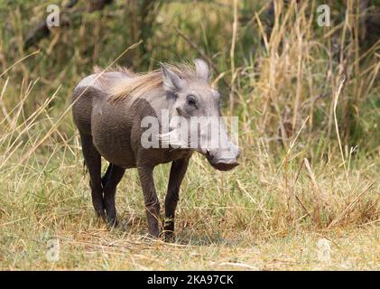 Gewöhnlicher Warthog, Phacochoerus africanus, ein Erwachsener in freier Wildbahn, Moremi Game Reserve, Botswana Afrika; afrikanische Tierwelt Stockfoto