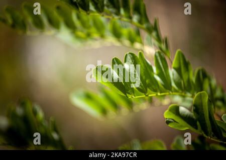Bild eines Zweiges und Blätter einer europäischen Akazie. Akazie, allgemein bekannt als Wattbäume oder Akazien, ist eine große Gattung von Sträuchern und Bäumen im su Stockfoto