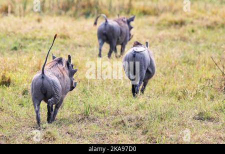 Gewöhnlicher Warthog, Phacochoerus africanus; drei Warzenschweine laufen, mit Schwanz in der Luft; Moremi-Wildreservat Okavango Delta, Botswana Afrika Stockfoto