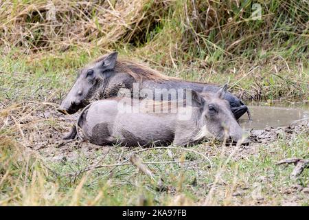 Gewöhnlicher Warthog, Phacochoerus africanus; zwei Erwachsene Warzenschweine, die im Schlamm liegen, um sich kühl zu halten und Insekten loszuwerden, Moremi Game Reserve, Botswana Africa Stockfoto