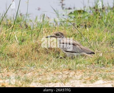 Wasserdickes Knie, Burhinus vermiculatus oder Water dikkop, ein erwachsener Vogel in Sümpfen, Okavango Delta, Botsuana Afrika. Afrikanische Vögel Stockfoto