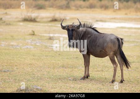 Erwachsener Blauer Wildebeest, auch bekannt als Gemeiner Wildebeest, Connochaetes taurinus, Seitenansicht, in die Kamera, Okavango Delta Botswana Afrika. Afrikanische Antilope Stockfoto