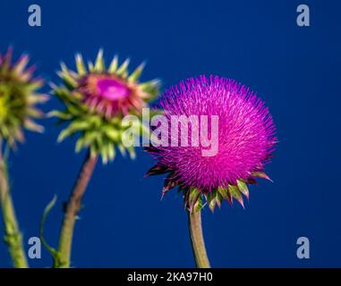 Eine Nahaufnahme von blühenden rosa Carduus-Blumen isoliert auf blauem Hintergrund Stockfoto