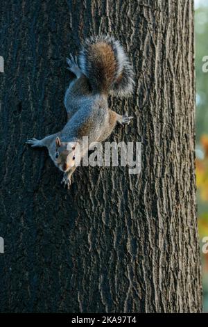 St James's Park, London, Großbritannien. 1.. November 2022. Niedliches Baby Graue Eichhörnchen auf einem Baum. Foto von Amanda Rose/Alamy Live News Stockfoto