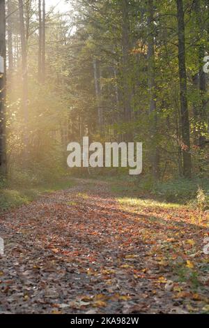 Für die Jagd wird Holzbaubarsch im deutschen Wald verwendet. Stockfoto