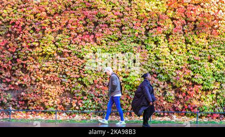 London, Großbritannien. 01.. November 2022. Die Menschen gehen in der warmen Herbstsonne. Der virginia Creeper (Parthenocissus quinquefolia) auf der Admiralty Citadel an der Horse Guards Road in London hat begonnen, seine wunderschönen Herbstfarben zu zeigen. Kredit: Imageplotter/Alamy Live Nachrichten Stockfoto