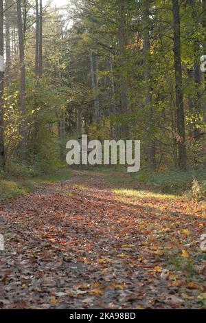 Für die Jagd wird Holzbaubarsch im deutschen Wald verwendet. Stockfoto