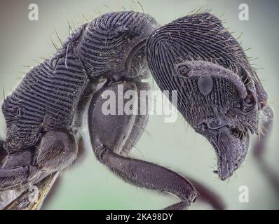 Mikroskopische Kopfdetaildarstellung der Zahnanter Odontoponera SP, Arthropoda Phylum, Unterfamilie Ponerinae, 10X Vergrößerung Makro-Seitenansicht Stockfoto