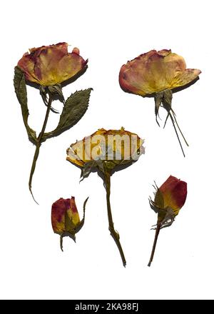 Gruppe von getrockneten gepressten Blumen isoliert auf weißem Hintergrund. Botanische Elemente für Scrapbooking oder Dekorationskunst Stockfoto