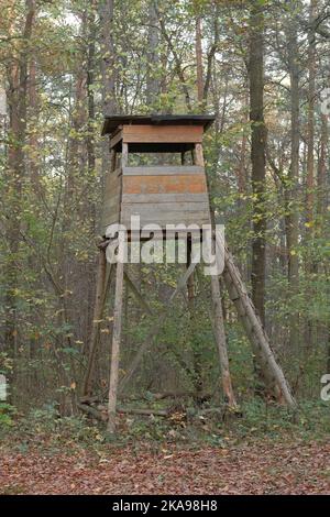 Für die Jagd wird Holzbaubarsch im deutschen Wald verwendet. Stockfoto