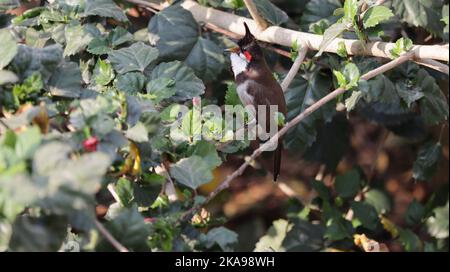 Ein wunderschöner, rotgeflüsterter Bulbul, der auf einem Ast thront Stockfoto