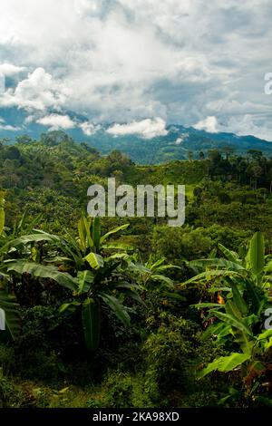 Eine Luftaufnahme der Bananenplantage im Hintergrund des unberührten peruanischen Dschungels Stockfoto