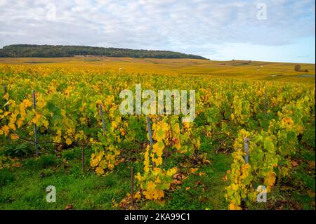 Bunte Herbstlandschaft mit gelben Grand Cru chardonnay Weinbergen in Cramant, Region Champagne, Frankreich Anbau von weißen chardonnay Weintraube o Stockfoto