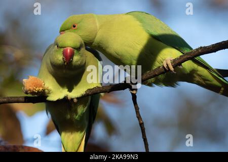 St James's Park, London, Großbritannien. 1.. November 2022. Ein Paar ringhalsige Sittiche (Psittacula krameri) in den Zweigen eines Baumes im St James's Park, London. Foto von Amanda Rose/Alamy Live News Stockfoto