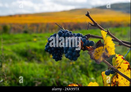 Herbstansicht auf den farbenfrohen Grand Cru Champagne-Weinbergen in der Nähe von Moulin de Verzenay, Pinot Noir-Weintrauben nach der Ernte in Montagne de Reims bei Verzena Stockfoto