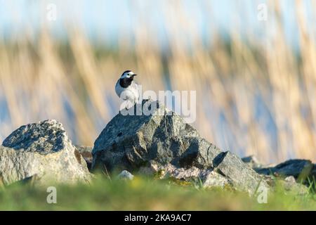 Eine Singvögel, die weiße Bachstelze, Motacilla alba, sitzt auf einem Felsen. Vogelfotografie aufgenommen in Schweden im Frühling, Mai. Unscharfer Hintergrund mit Kopierbereich. Stockfoto