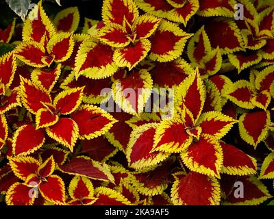 Nahaufnahme der bunt orange-roten und gelb gefärbten Blätter der zarten Gartenpflanze Coleus scutellarioides Trusty Rusty. Stockfoto