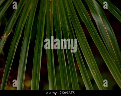 Nahaufnahme der fächerförmigen Blätter der sehr winterharten Palme Trachycarpus wagnerianus. Stockfoto