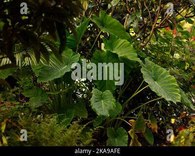 Nahaufnahme der tropischen Gartenpflanze dramatische und üppige Blätter von Arocasia Macrorrhizos, die bei schwachem Licht wachsen. Stockfoto