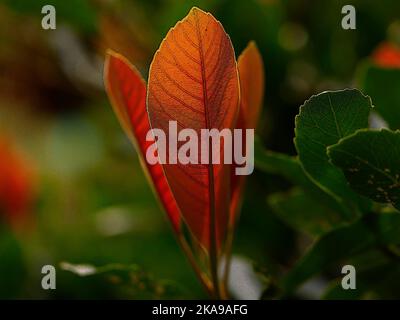 Illustrative Nahaufnahme des kupferroten, neuen Blattes des exotischen immergrünen, mehrjährigen Gartenstrauch Eriobotrya Coppertone. Stockfoto