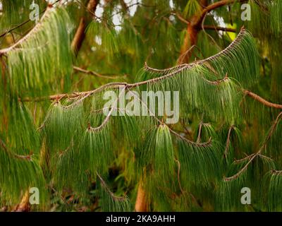 Nahaufnahme der grünen nachlaufenden Kiefernnadeln des immergrünen Gartenbaums Pinus patula. Stockfoto