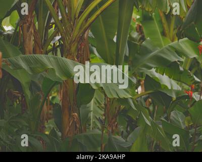 Nahaufnahme der großen architektonischen grünen Blätter des robusten Bananenbaums Musa basjoo. Stockfoto