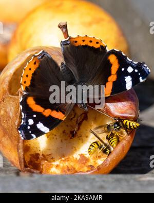 Roter Admiralsschmetterling (Vanessa atalanta) und Wespen, die überreife Äpfel auf einem Vogeltisch im britischen Garten fressen Stockfoto