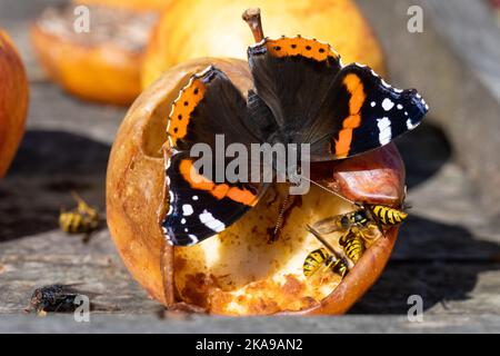 Roter Admiralsschmetterling (Vanessa atalanta) und Wespen, die überreife Äpfel auf einem Vogeltisch im britischen Garten fressen Stockfoto