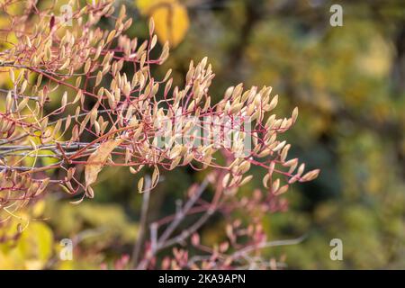 Lila Samen, Früchte und Blätter. Syringa vulgaris, der Flieder oder gewöhnliche Flieder, ist eine Art blühender Pflanze aus der Familie der Oleaceae Stockfoto