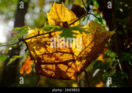 Nahaufnahme eines einzelnen Ahornblatts in herbstlichem Gelb im Hintergrund mit einem Schattenmuster Stockfoto
