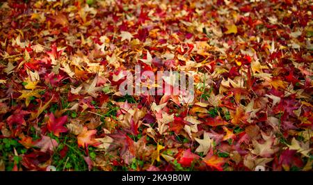 Herbstliches Ahornblatt auf dem Boden in roten, orangen und gelben Farben Stockfoto