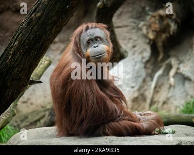 Eine Nahaufnahme eines braunen Affen, der auf Stein sitzt und zur Seite schaut Stockfoto