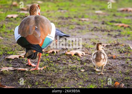 London, Großbritannien. 01.. November 2022. Eine Familie ägyptischer Gänse hat aufgrund der warmen Temperaturen im Oktober sehr spät im Jahr drei kleine, aber gesund aussehende Gänse. Wildtiere und Spaziergänger genießen heute Nachmittag die für die Jahreszeit unangenehme warme Sonne im Spätherbst im St. James' Park, wo viele Bäume wunderschöne Farben zeigen. Kredit: Imageplotter/Alamy Live Nachrichten Stockfoto