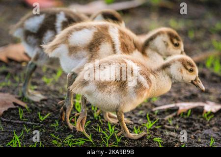 London, Großbritannien. 01.. November 2022. Eine Familie ägyptischer Gänse hat aufgrund der warmen Temperaturen im Oktober sehr spät im Jahr drei kleine, aber gesund aussehende Gänse. Wildtiere und Spaziergänger genießen heute Nachmittag die für die Jahreszeit unangenehme warme Sonne im Spätherbst im St. James' Park, wo viele Bäume wunderschöne Farben zeigen. Kredit: Imageplotter/Alamy Live Nachrichten Stockfoto