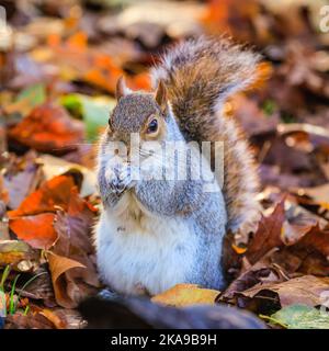 London, Großbritannien. 01.. November 2022. Ein flauschiges graues Eichhörnchen (Sciurus carolinensis) sucht in den Herbstblättern nach Nüssen und Futter. Wildtiere und Spaziergänger genießen heute Nachmittag die für die Jahreszeit unangenehme warme Sonne im Spätherbst im St. James' Park, wo viele Bäume wunderschöne Farben zeigen. Kredit: Imageplotter/Alamy Live Nachrichten Stockfoto