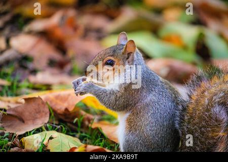 London, Großbritannien. 01.. November 2022. Ein flauschiges graues Eichhörnchen (Sciurus carolinensis) sucht in den Herbstblättern nach Nüssen und Futter. Wildtiere und Spaziergänger genießen heute Nachmittag die für die Jahreszeit unangenehme warme Sonne im Spätherbst im St. James' Park, wo viele Bäume wunderschöne Farben zeigen. Kredit: Imageplotter/Alamy Live Nachrichten Stockfoto