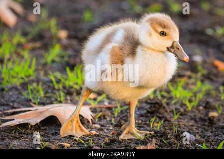 London, Großbritannien. 01.. November 2022. Eine Familie ägyptischer Gänse hat aufgrund der warmen Temperaturen im Oktober sehr spät im Jahr drei kleine, aber gesund aussehende Gänse. Wildtiere und Spaziergänger genießen heute Nachmittag die für die Jahreszeit unangenehme warme Sonne im Spätherbst im St. James' Park, wo viele Bäume wunderschöne Farben zeigen. Kredit: Imageplotter/Alamy Live Nachrichten Stockfoto