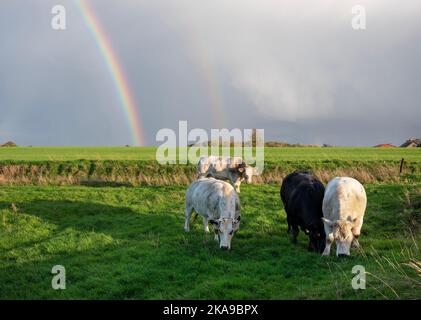 Rinderkühe in der belgischen Landschaft mit Regenbogen im Hintergrund Stockfoto