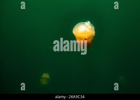 Die schöne Aufnahme des Jellyfish Lake - ein See auf der Insel Eil Malk in Palau Stockfoto