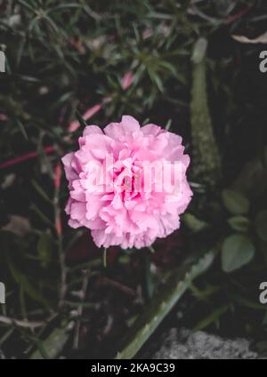 Eine vertikale Nahaufnahme von Rosenmoos, Portulaca grandiflora. Ausgewählter Fokus. Stockfoto