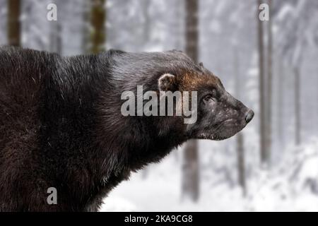 Wolverine / Glutton (Gulo gulo) im Winter im Fichtenwald im Schnee, beheimatet in Skandinavien, Westrussland, Sibirien, Kanada und Alaska Stockfoto