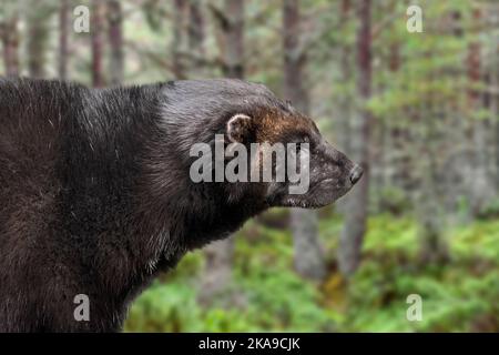Wolverine / Glutton / carcajou (Gulo gulo) auf der Nahrungssuche in Fichtenwäldern, die in Skandinavien, Westrussland, Sibirien, Kanada und Alaska beheimatet sind Stockfoto