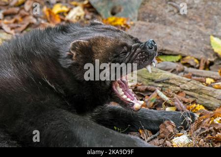 Wolverine / Glutton (Gulo gulo) gähnend und mit offenem Mund und Zähnen, heimisch in Skandinavien, Westrussland, Sibirien, Kanada und Alaska Stockfoto