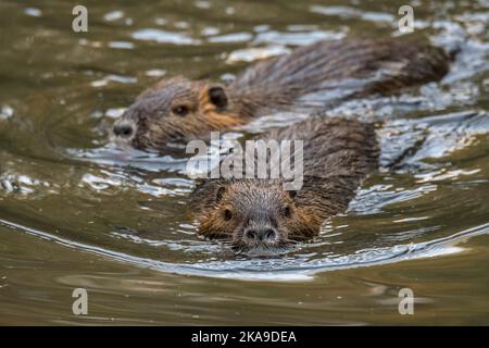 Zwei nutrias / coypus (Myocastor coypus) schwimmen im Teich, invasive Nagetiere in Europa, heimisch in Südamerika Stockfoto
