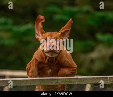 Nahaufnahme eines amerikanischen Pitbull-Terriers vor verschwommenem Hintergrund Stockfoto