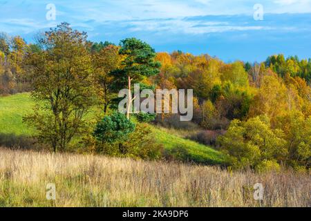 Die Hügel von Bieszczady mit goldenen und orangen Farben bedeckt, im Oktober sonniges Wetter in den Bieszczady Bergen. Stockfoto