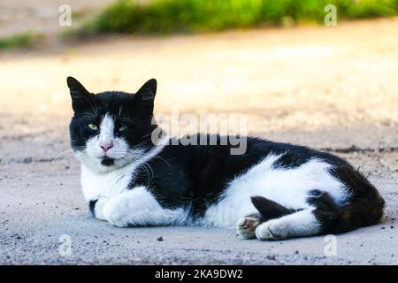 Eine schwarz-weiße, obdachlose Katze mit grünen Augen liegt auf der Straße, eine wacklige Katze, verschwommener Hintergrund Stockfoto